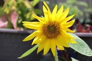 jong zonnebloem in vol bloeien. foto