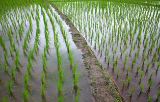 landschap vallei terrasvormig rijstveld rijst- velden Aan berg Aan berg in de platteland, Chiang Mai provincie van Thailand. reizen in groen tropisch regenachtig seizoen concept foto