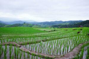 landschap vallei terrasvormig rijstveld rijst- velden Aan berg Aan berg in de platteland, Chiang Mai provincie van Thailand. reizen in groen tropisch regenachtig seizoen concept foto