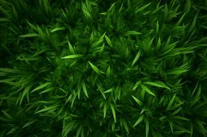ai gegenereerd gras groen veld- structuur foto