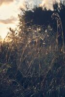 groot spinneweb gedekt in dauw foto