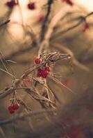 rood bessen in winter foto