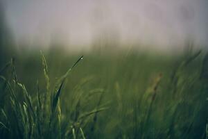 druppels Aan groen gras na regenachtig dag foto