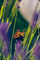 klein vlinder zittend Aan lavendel bloem foto