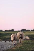 schapen wandelen over- dijk in noordelijk Duitsland in de avond foto