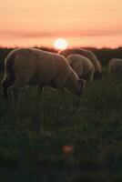 schapen begrazing in zonsondergang in noordelijk Duitsland foto