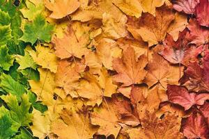 esdoorn- blad foilage kleurrijk foto