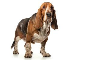 ai gegenereerd realistisch basset hond clip art foto