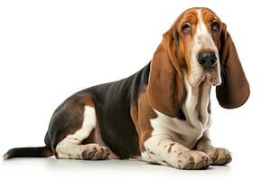 ai gegenereerd realistisch basset hond clip art foto