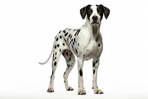 ai gegenereerd schattig dalmatiër clip art foto