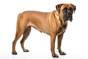 ai gegenereerd realistisch boerboel hond clip art foto