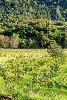 visie van wijngaard met tsolikouri druif in berg foto