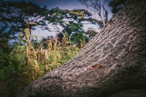 schuin droog boom romp met Woud achtergrond foto
