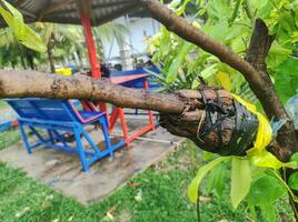 enten fruit bomen naar snelheid omhoog reproductie foto