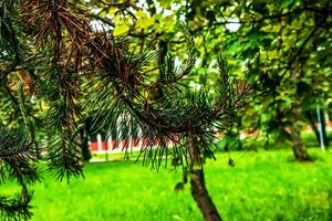 pinus sylvestris met jong schiet Aan een wazig achtergrond foto