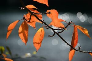 herfst bladeren door de rivier- foto