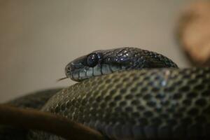 een dichtbij omhoog van een slang met haar hoofd Aan een Afdeling foto