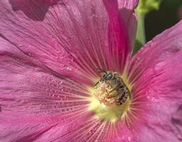 lente. detailopname van een honing bij bestuiven een helder rood bloem. stokroos foto
