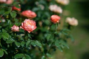 roze rozen in de tuin foto