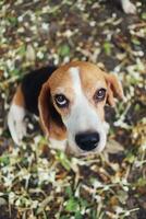 top visie, portret van schattig driekleuren brak hond zittend Aan bladeren vallen verdieping ,focus Aan oog met een Ondiep diepte van veld. foto