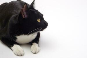zwart harig speels kat staren Bij iets. huisdier en speels concept. foto