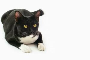 focus van gezicht van zwart harig speels kat staren Bij iets. huisdier en speels concept. foto
