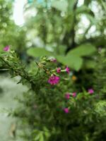 dichtbij omhoog false heide, elfachtig kruid bloem met bladeren. wetenschappelijk naam cuphea hyssopifolia kunth foto