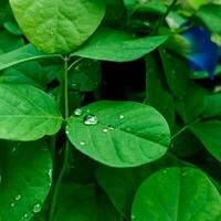 groot mooi druppels van transparant regen water Aan een groen blad macro. druppels van dauw in de ochtend- gloed in de zon. mooi blad structuur in natuur. natuurlijk achtergrond foto