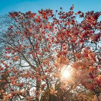 perfect natuur achtergrond voor voorjaar of zomer bloemen patroon achtergrond. roze magnolia bloemen en zacht blauw lucht en zon stralen net zo ontspannende humeurig detailopname. verbazingwekkend natuur tafereel, dromerig bloemen foto