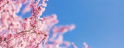 mooi kers bloesem sakura in voorjaar tijd over- blauw lucht. verbazingwekkend levendig kleuren, lente natuur banier met kopiëren ruimte. roze kers bloemen teder licht blauw lucht achtergrond foto