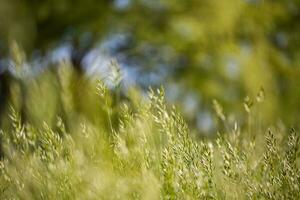 mooi dichtbij omhoog ecologie natuur landschap met weide. abstract gras achtergrond. foto