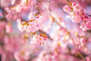 mooi kers bloesem sakura in voorjaar tijd over- blauw lucht. verbazingwekkend levendig kleuren, lente natuur banier met kopiëren ruimte. roze kers bloemen teder licht blauw lucht achtergrond foto