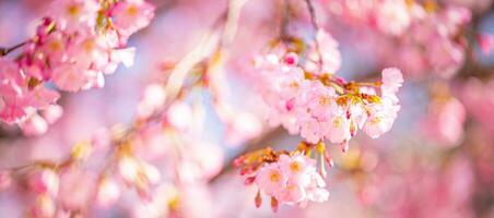 mooi kers bloesem sakura in voorjaar tijd over- blauw lucht. verbazingwekkend levendig kleuren, lente natuur banier met kopiëren ruimte. roze kers bloemen teder licht blauw lucht achtergrond foto