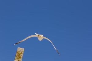 meeuw, vogel die meestal op zee is. foto