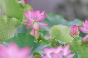 er zijn veel roze lotusbloemen in de lotusvijver