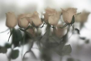 geel rozen achter nat glas venster, romantisch bloemen kaart foto