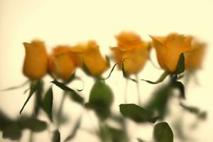 geel rozen achter nat glas venster, romantisch bloemen kaart foto