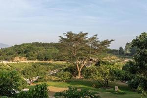 hoge bomen met vreemde blikken in het park foto