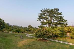 hoge bomen met vreemde blikken in het park foto