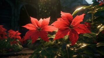 ai gegenereerd een kerstster heeft helder rood bloemen in de achtergrond, foto