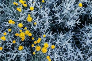 bloemen in een geel bloem bed met zilverachtig bladeren foto