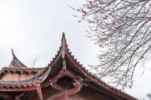 de roze pruimenbloesems in boeddhistische tempels zijn open