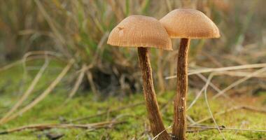 champignons in de wild Woud in herfst seizoen. detailopname foto