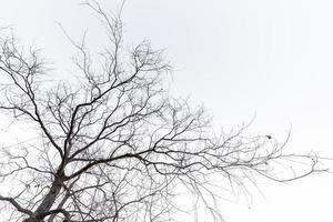 vreemd uitziende dode bomen op een pure achtergrond foto