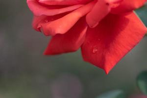 de rode rozen staan in de tuin van het park tegen de groene achtergrond foto