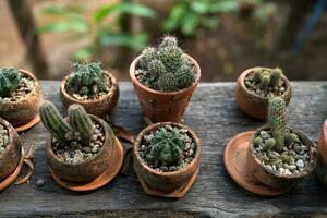 tuin cactussen geplaatst Aan oud hout foto