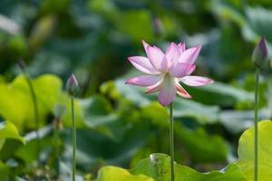 de roze lotus bloeit in de zomer foto