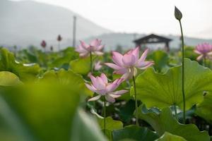 roze lotus en groene lotusbladeren in de lotusvijver op het platteland foto