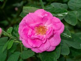 dichtbij omhoog roze roos bloem met vervagen achtergrond. foto