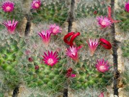 dichtbij omhoog klein roze cactus bloem Aan boom met rood cactus fruit. foto